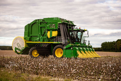 Cotton Harvest 136158