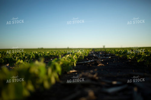 Soybeans - Early Growth 1416