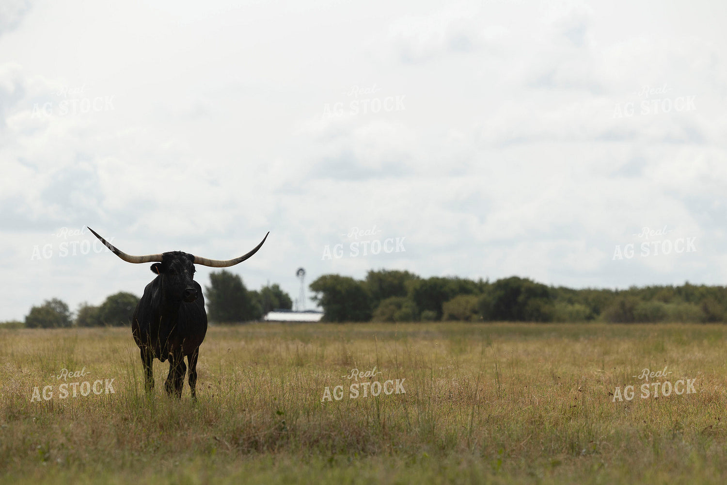 Longhorn Cattle on Pasture 205094