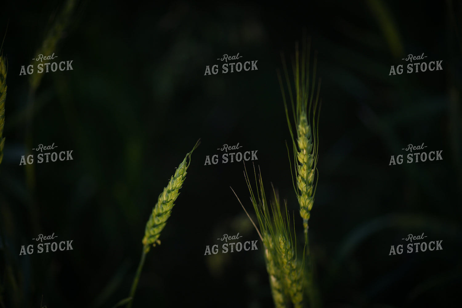 Wheat 191101
