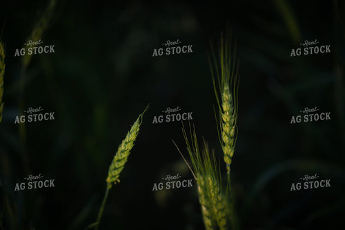 Wheat 191101