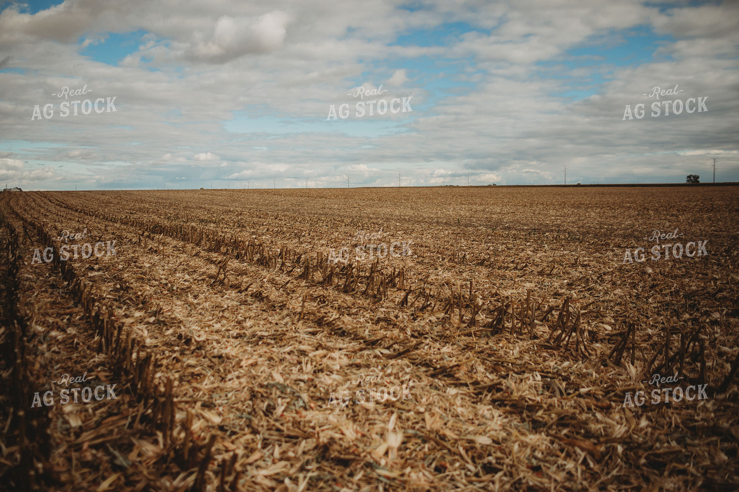 Harvested Corn Field with Corn Residue 3377