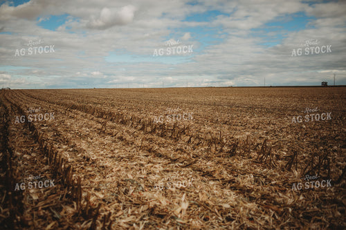 Harvested Corn Field with Corn Residue 3377