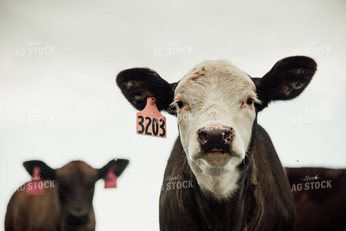 Black Baldy Cow in Pasture 118025