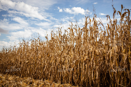 Dried Field of Corn 268181