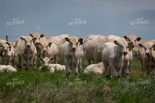 Charolais Cattle 219032