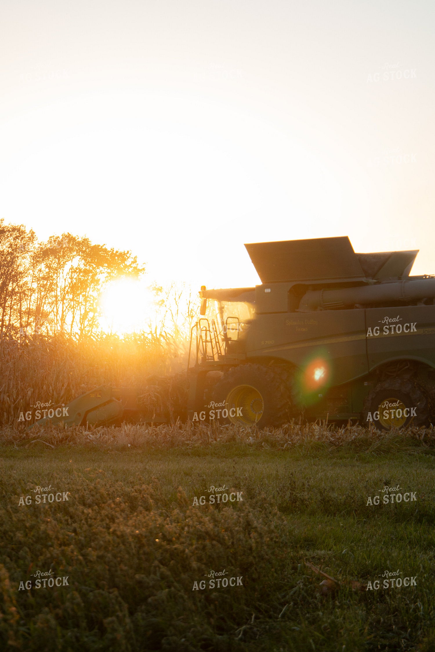 Corn Harvest 157264