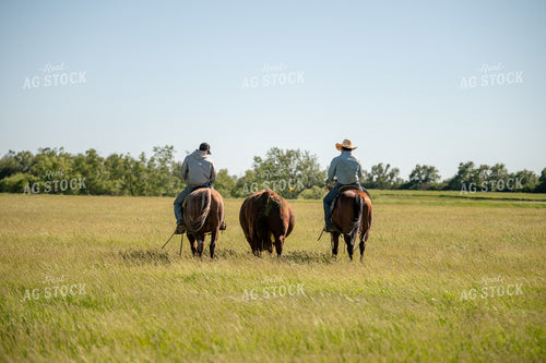 Rancher Herding Cattle on Horseback 212039