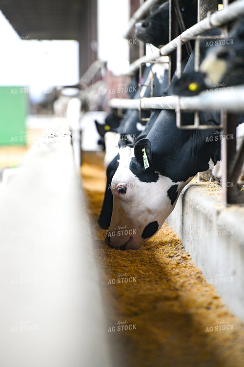 Holstein Cattle Eating 90095