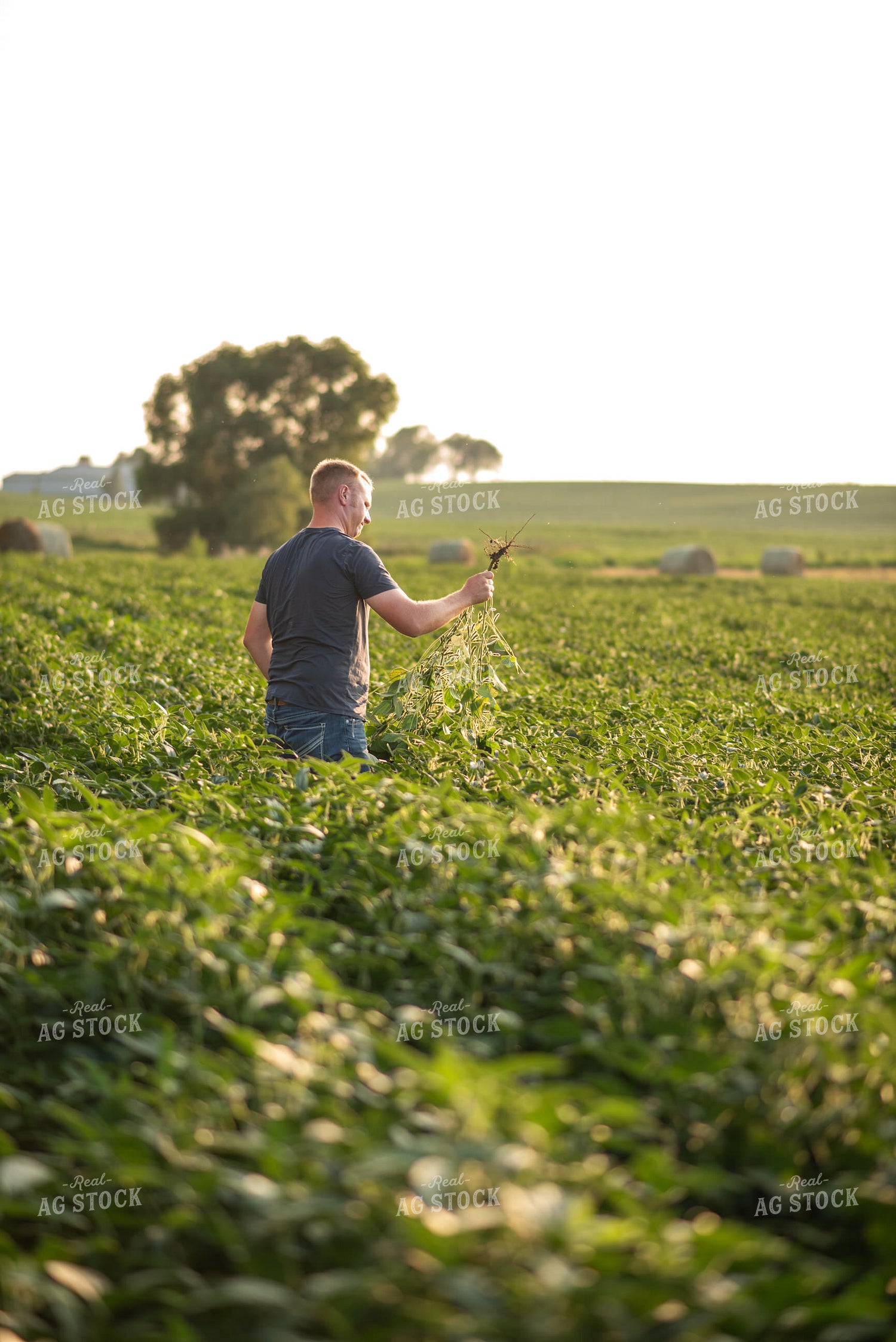 Farmer Scouting Soybeans 76586