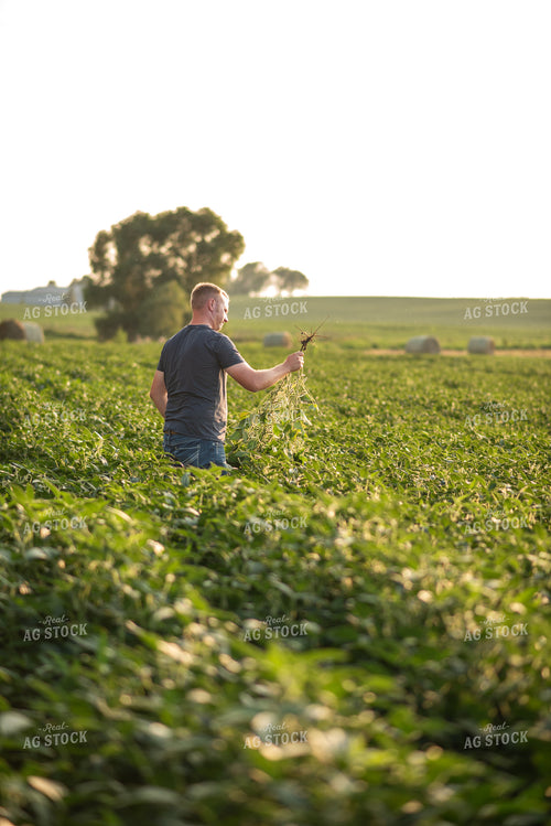 Farmer Scouting Soybeans 76586