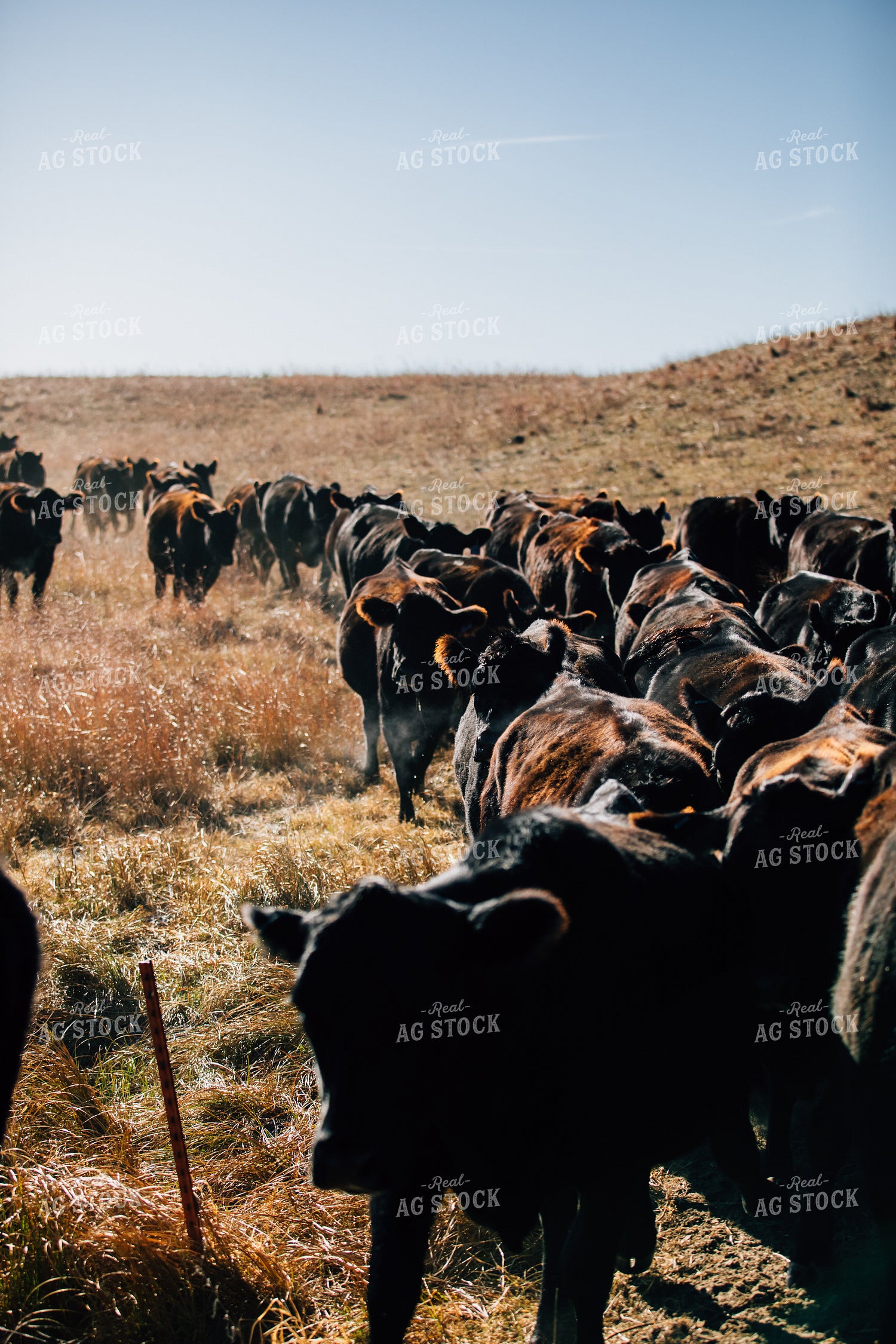 Cattle Trail in Pasture 53075