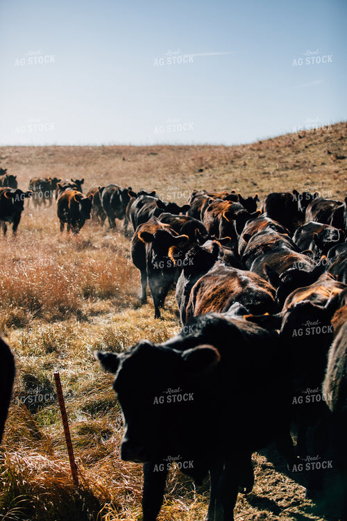 Cattle Trail in Pasture 53075