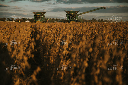 Soybean Harvest 6847