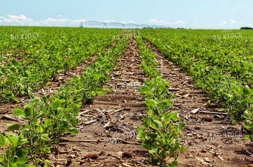 Early Season Soybean Field 141335