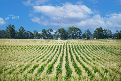 View Over Corn Tassels 90133