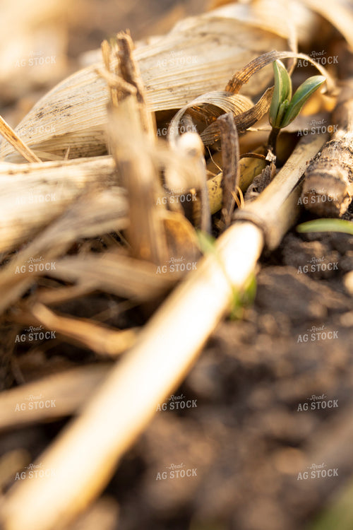 Soybeans - Early Growth 1429