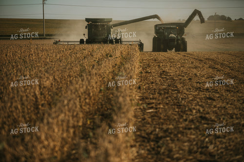 Combine Cutting Soybeans and Unloading On the Go 4781