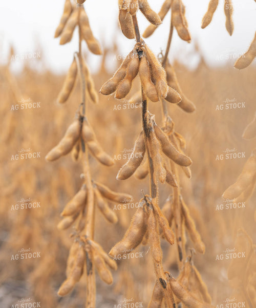 Dried Soybeans 185079