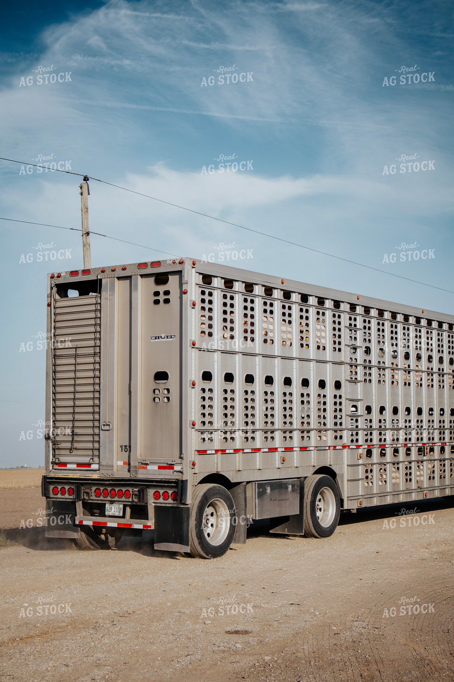 Pigs in Livestock Trailer 289038