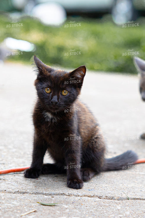 Cat in Farmyard 52495