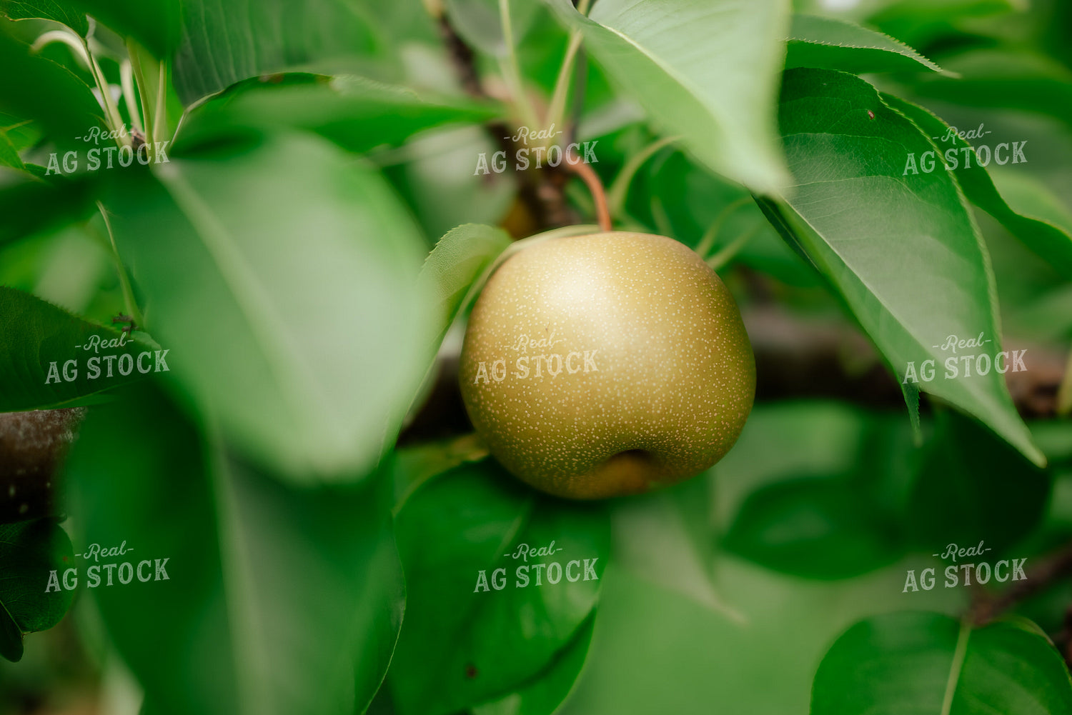 Apple on Tree 137107