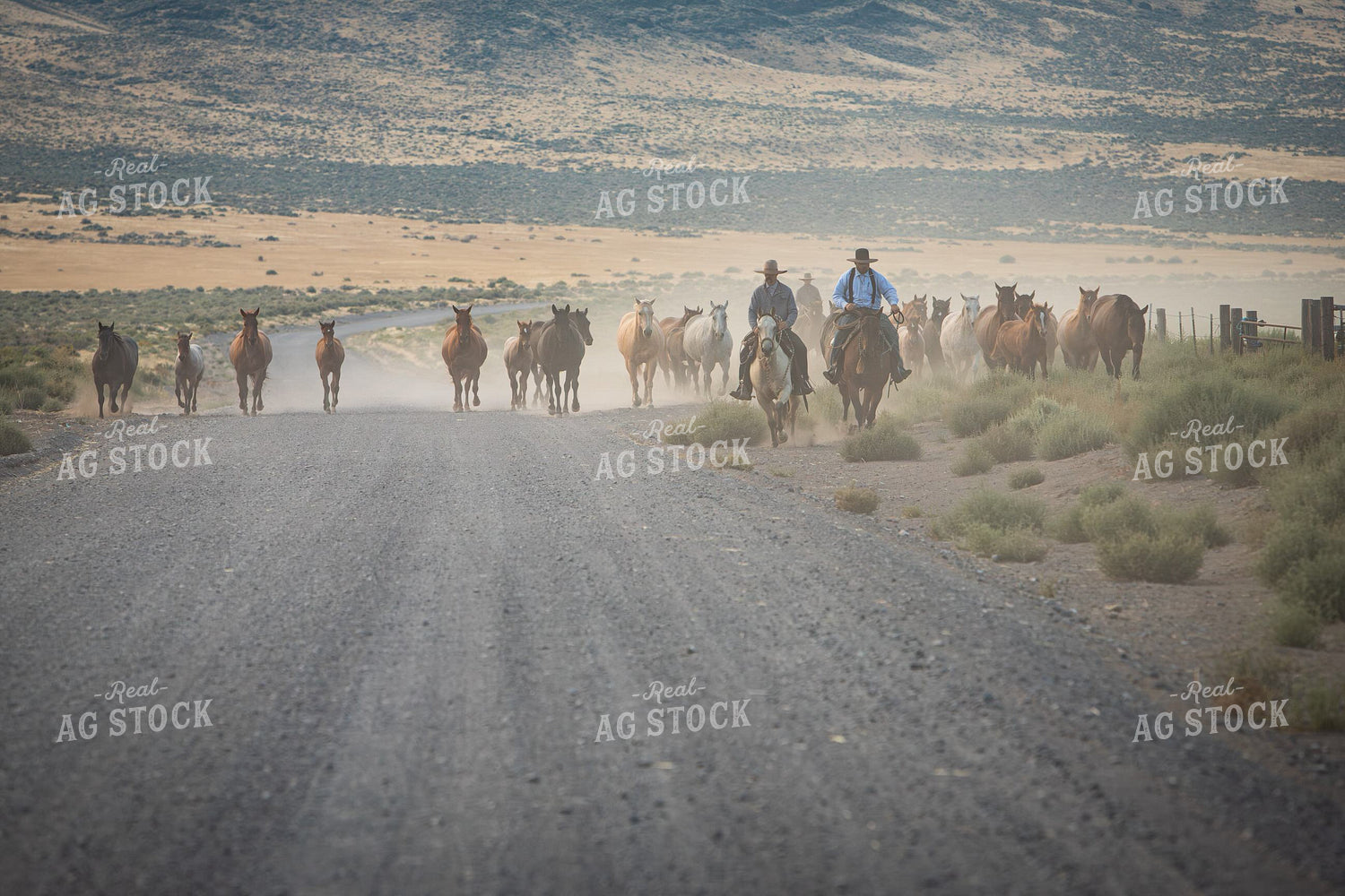 Moving Horses 78256