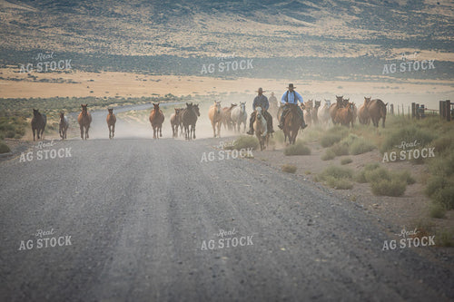 Moving Horses 78256