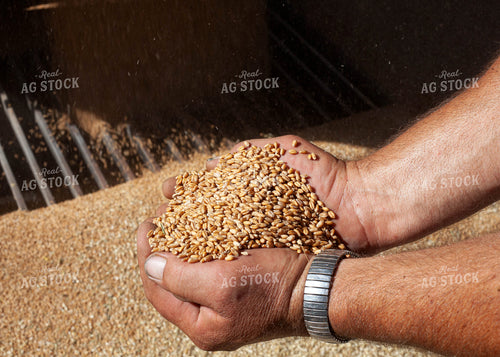 Farmer Holding Harvested Wheat While Dumping into Drier Pit 132015
