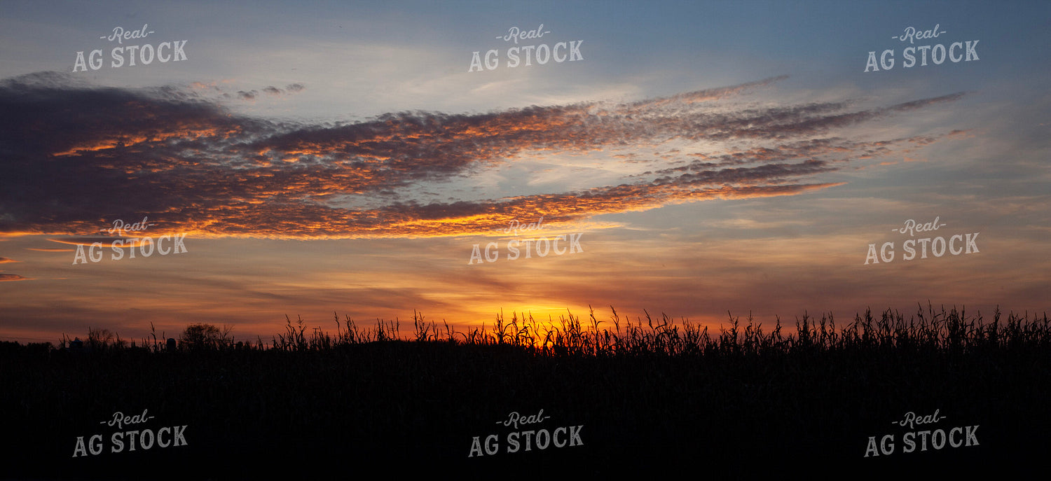 Sunset over Corn Field 132106