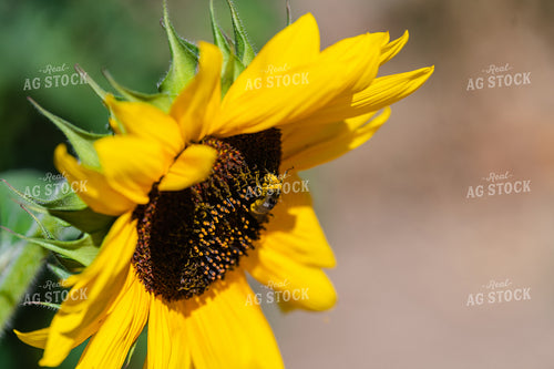 Head of a Sunflower 107020