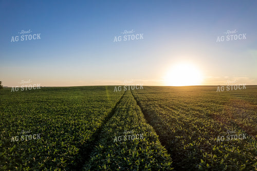 Soybean Field 92023