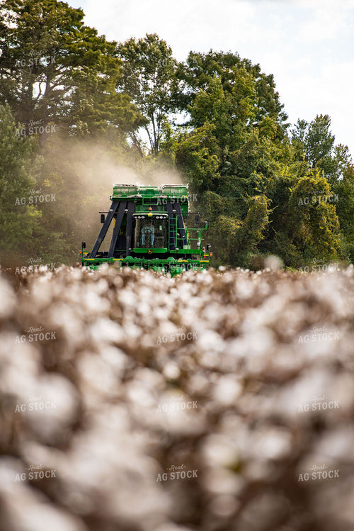 Cotton Harvest 136121
