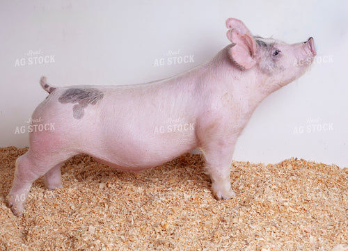 Piglet 132239