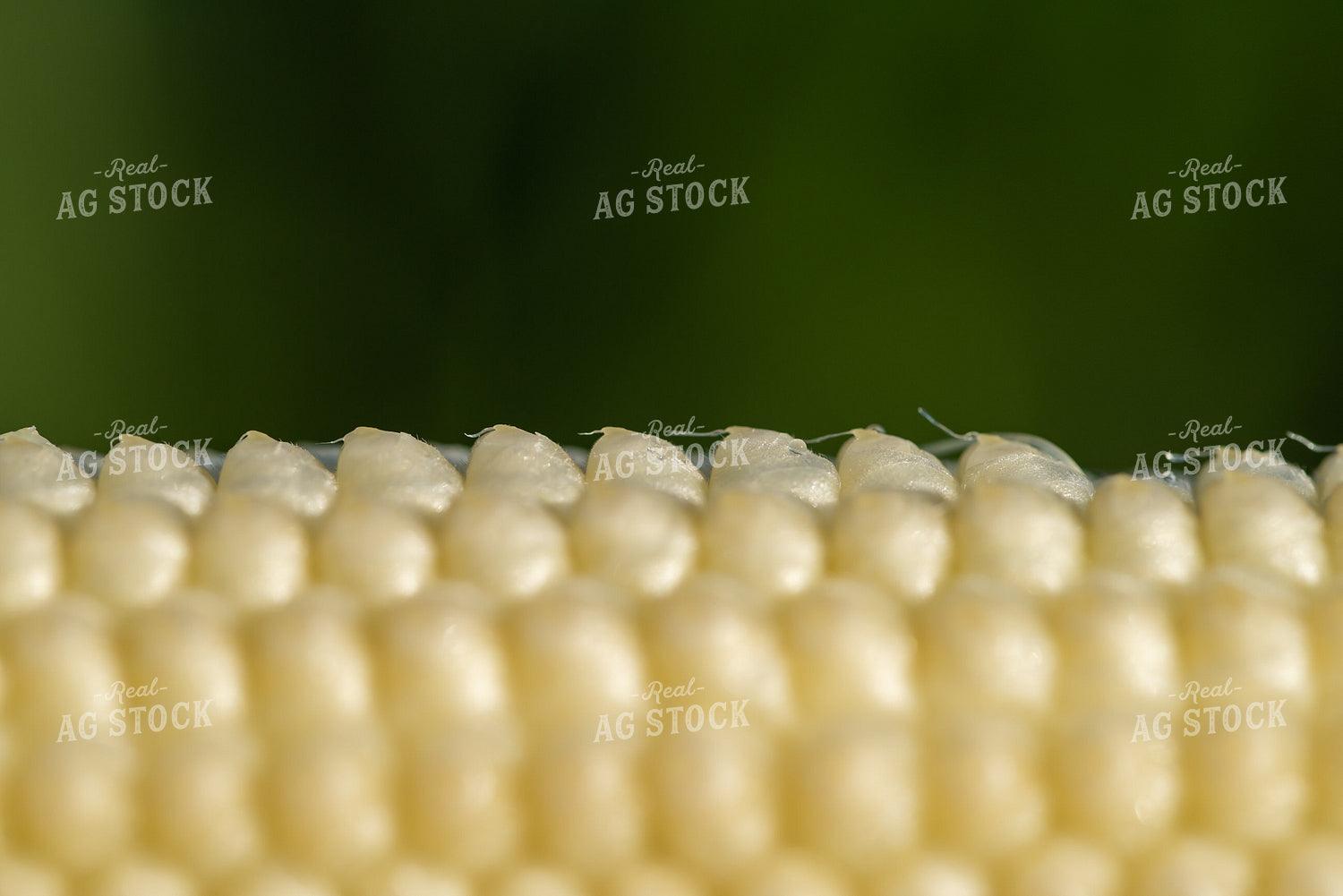 Kernels of Ear of Corn 76259