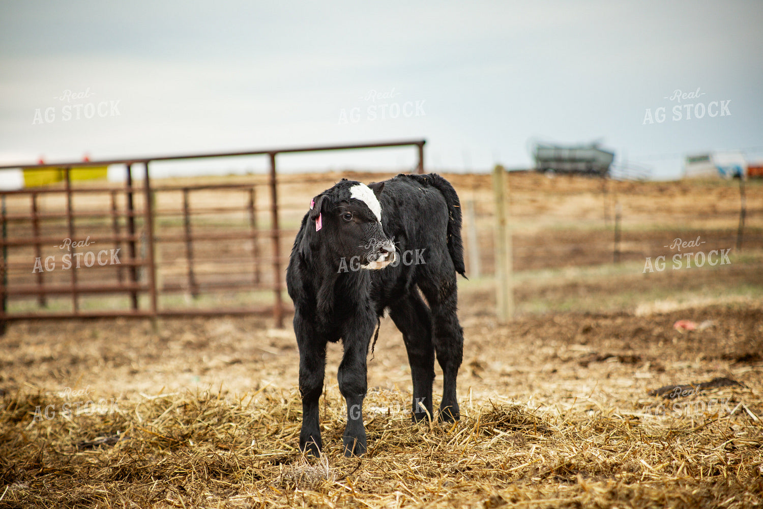 Young Calf 155666