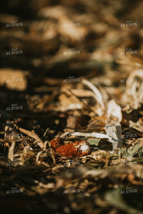 Dried Corn Residue in Field 4747