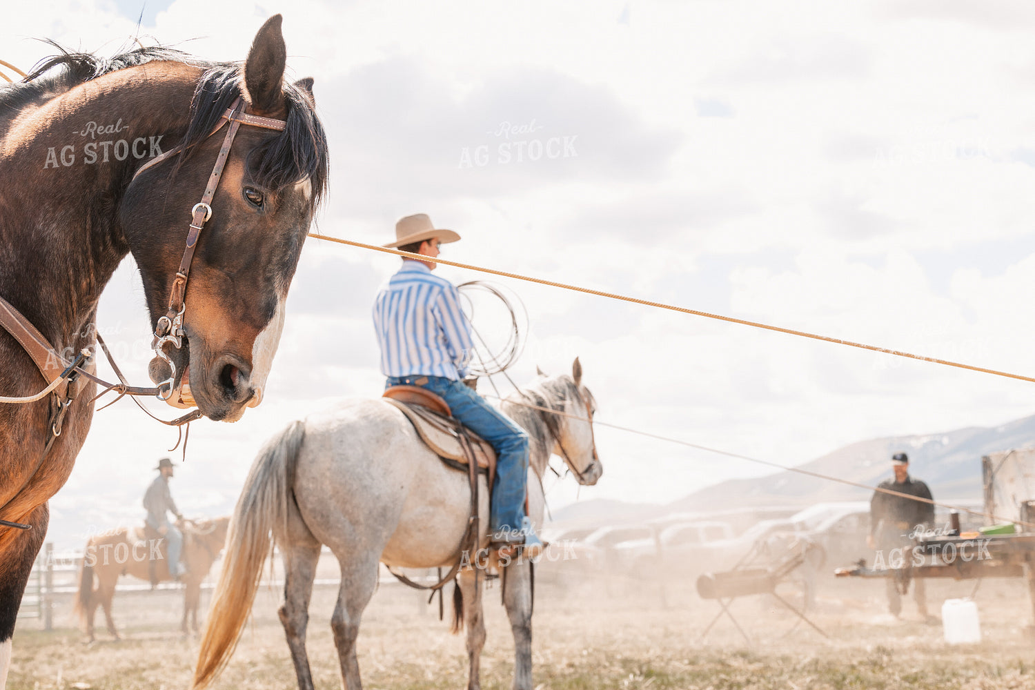 Rancher Roping Cattle on Ranch on Horseback 225002