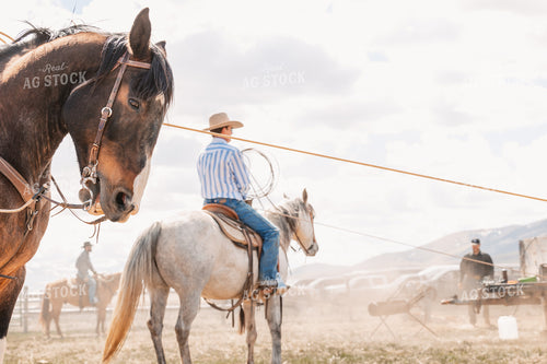 Rancher Roping Cattle on Ranch on Horseback 225002