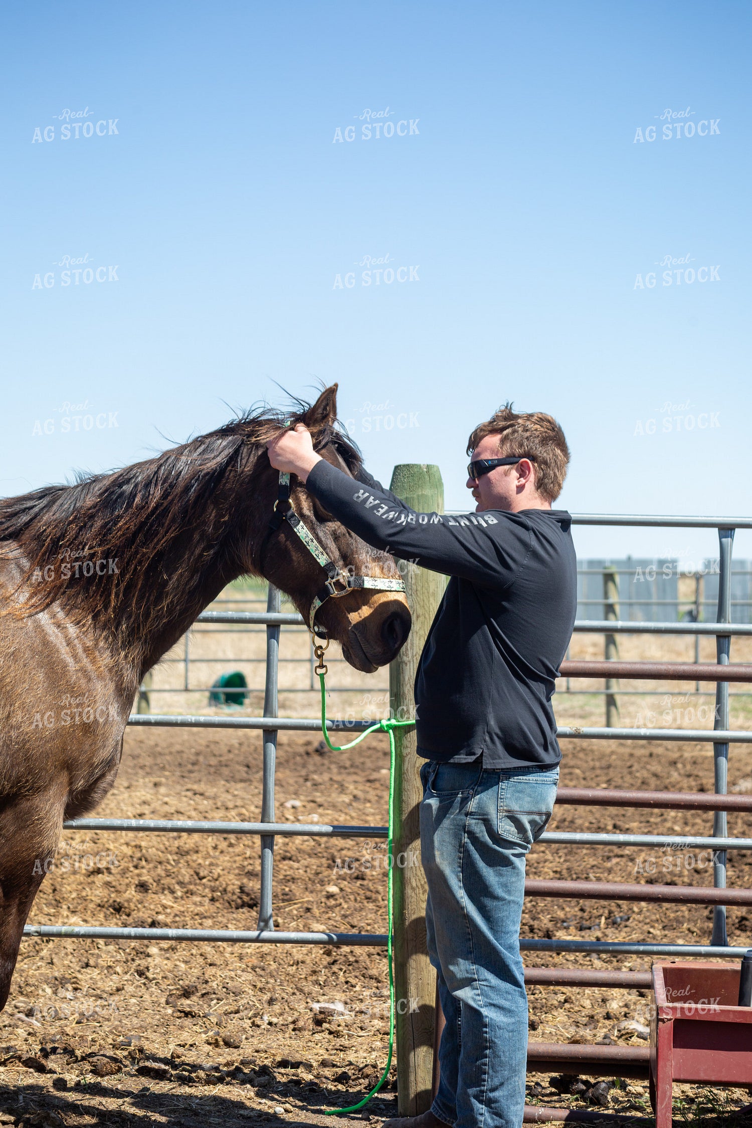 Farmer Grooming Horse 155589