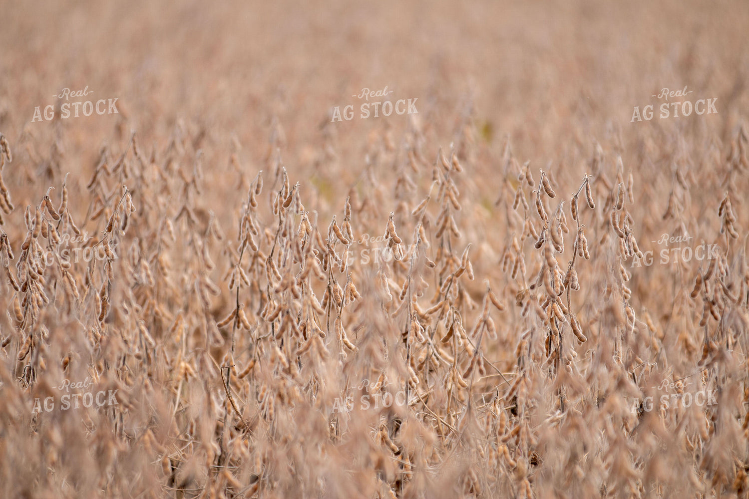 Dried Soybeans 157099