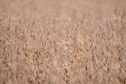 Dried Soybeans 157099
