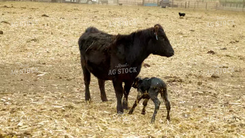 Newborn Calf Takes First Steps 114092
