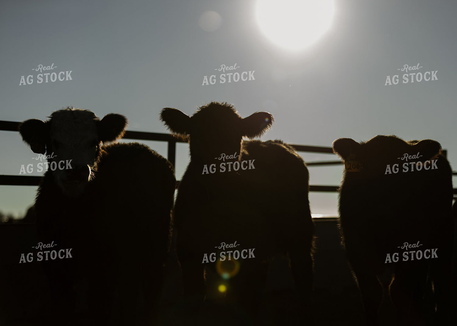 Cattle Silhouette 264069