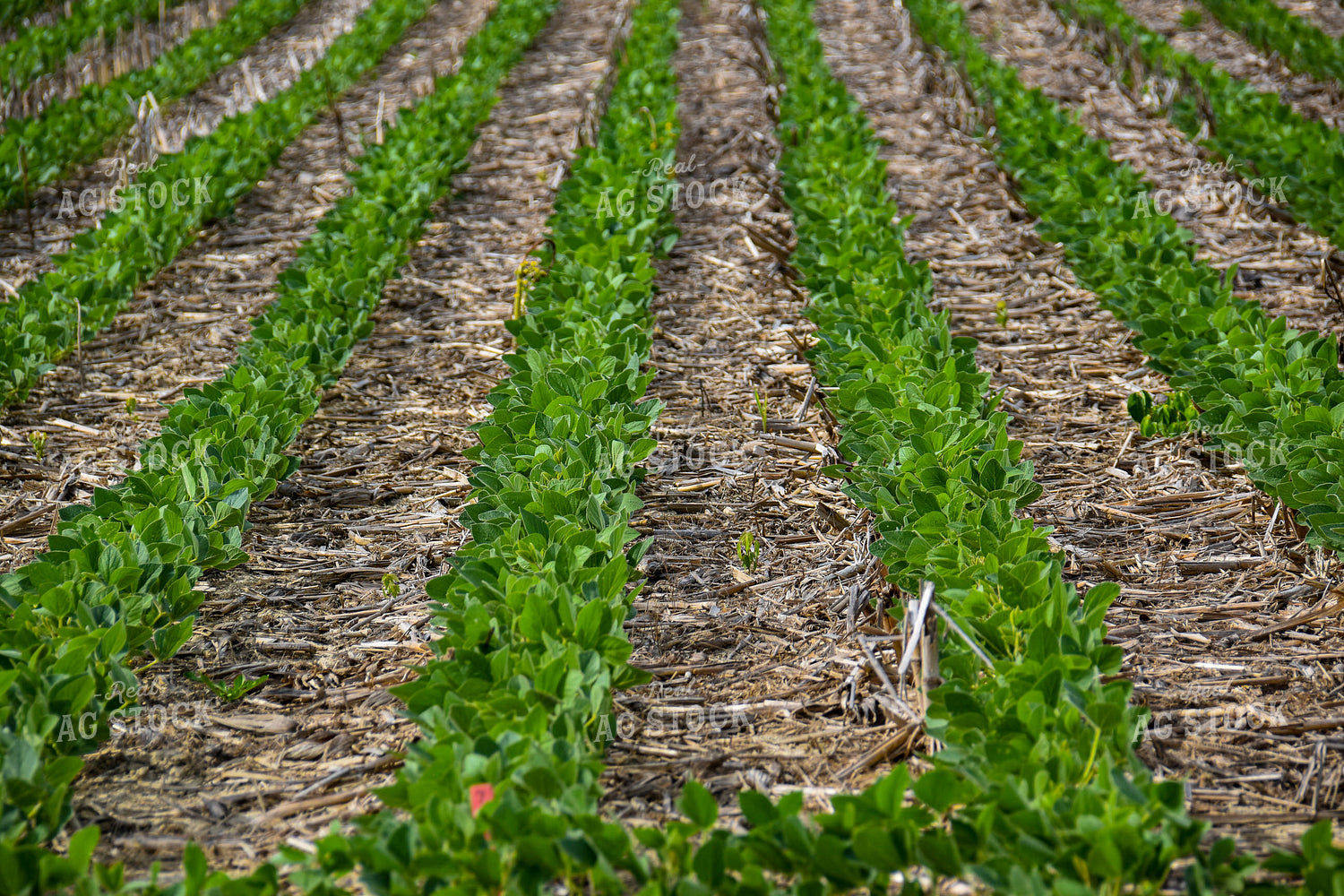 Green Soybean Field  84011
