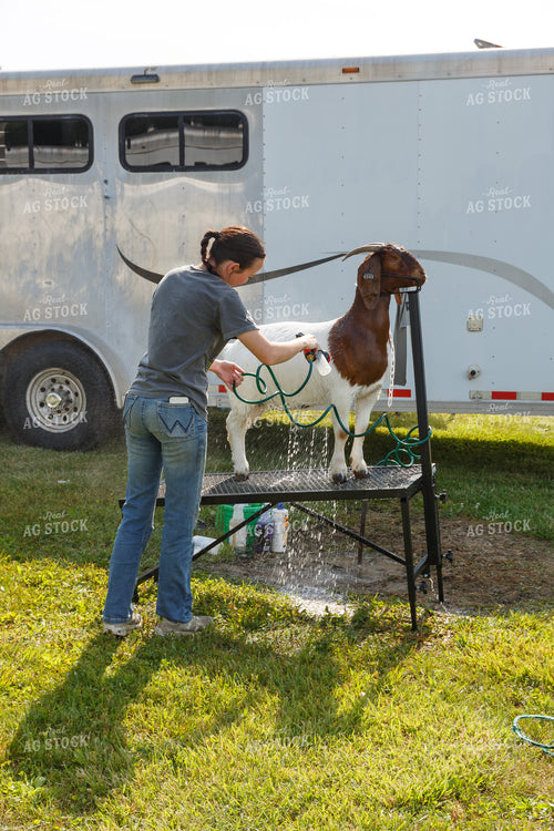Prepping for Goat Show 295102