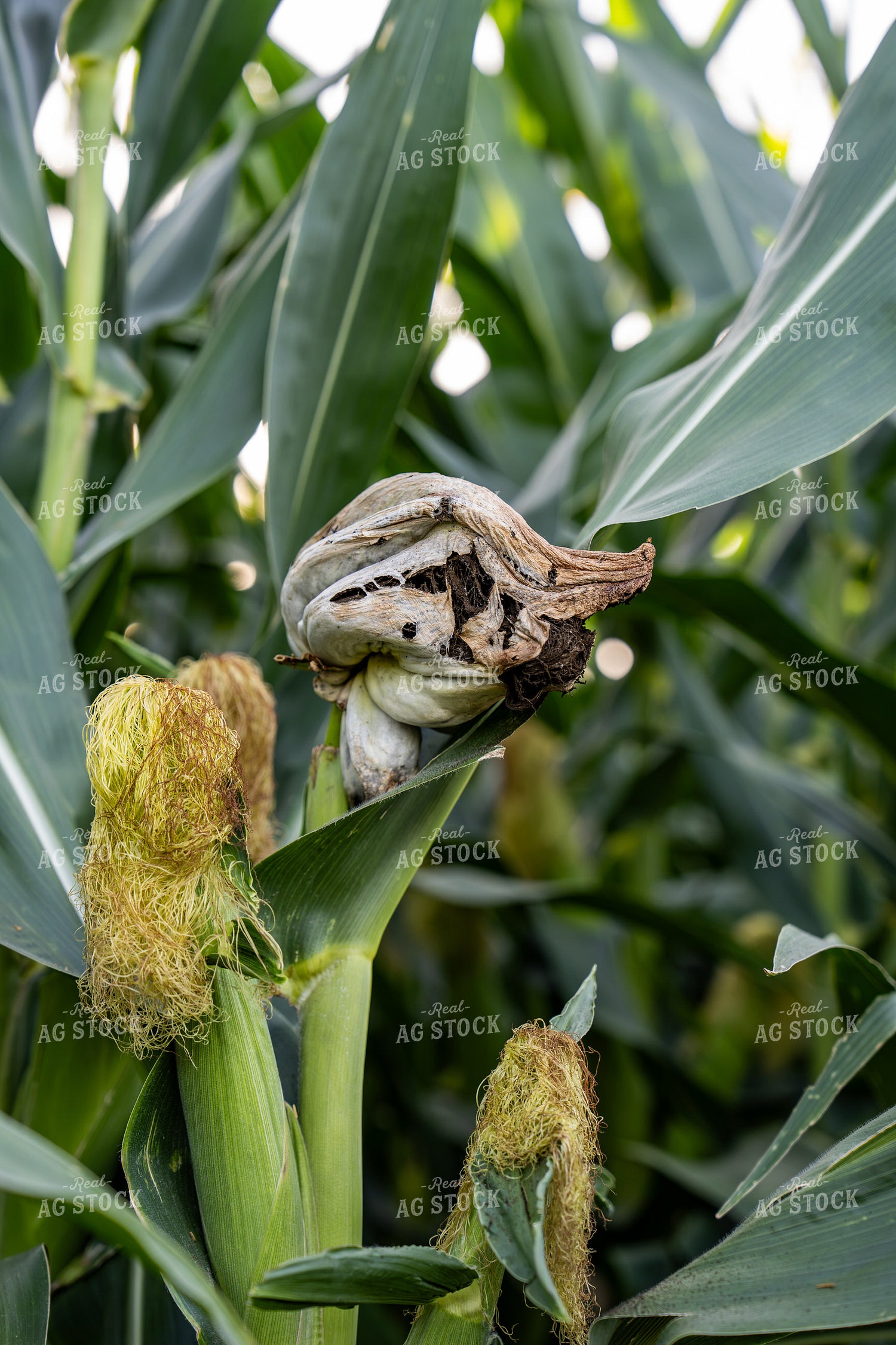 Corn Smut Disease 65926