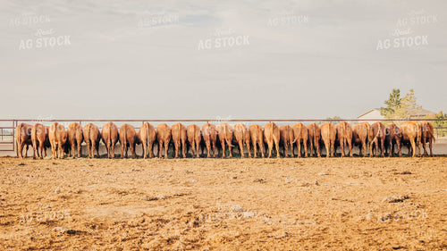 Angus Cattle Eating Out of Trough 97056
