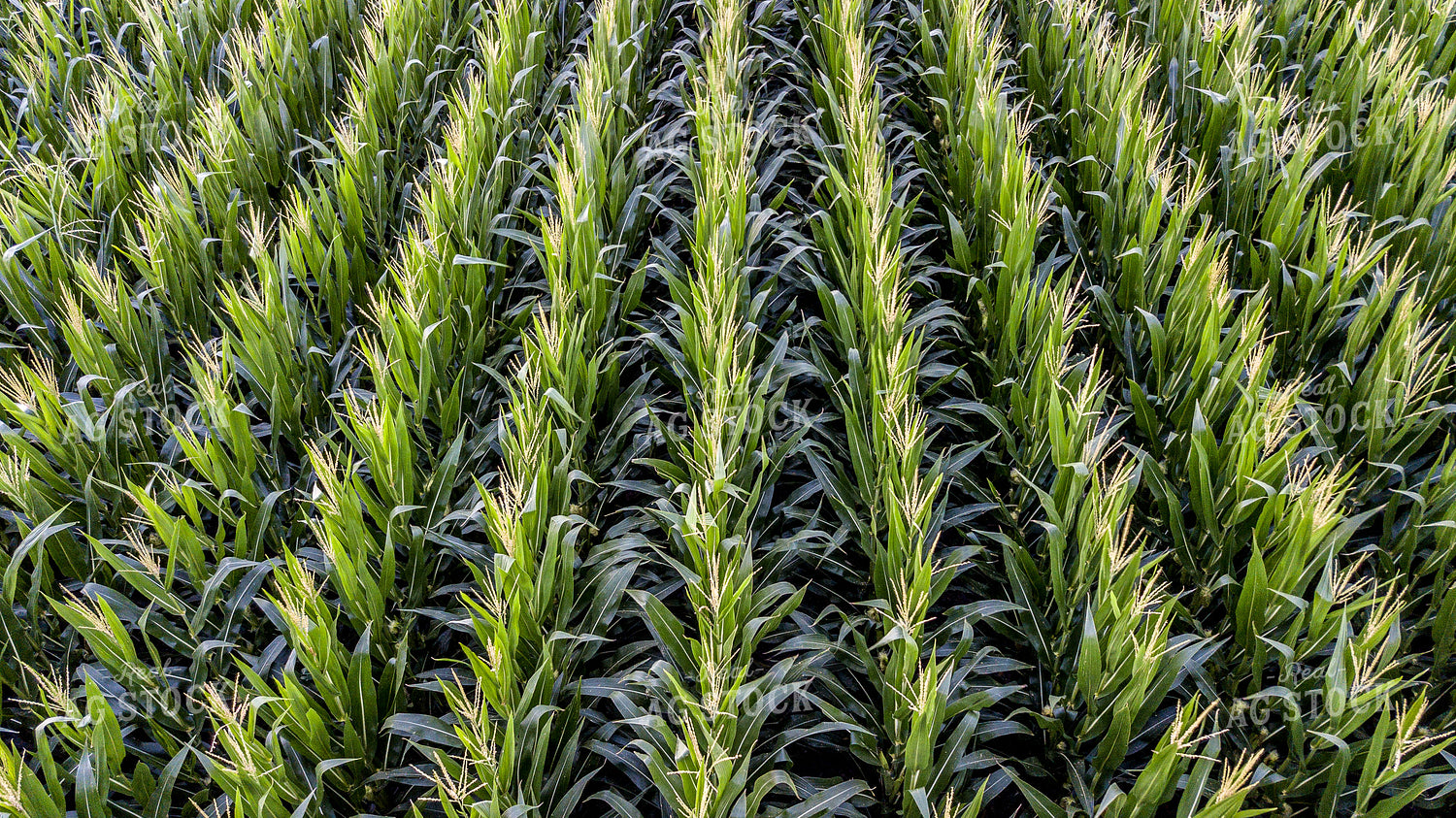 Aerial of Corn Tassels 250122