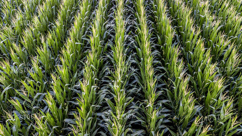 Aerial of Corn Tassels 250122